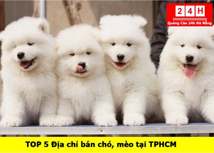 ban-cho-meo-tai-tphcm (1)