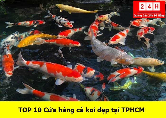 ca-koi-dep-tai-tphcm (1)