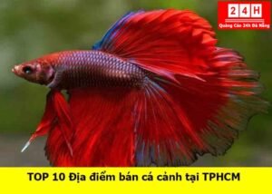 diem-ban-ca-canh-uy-tin-tai-tphcm (1)