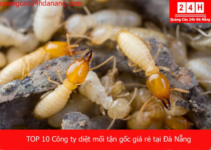 diet-moi-tan-goc-da-nang-11