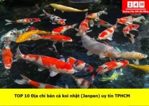 ban-ca-koi-nhat-uy-tin-tphcm (1)