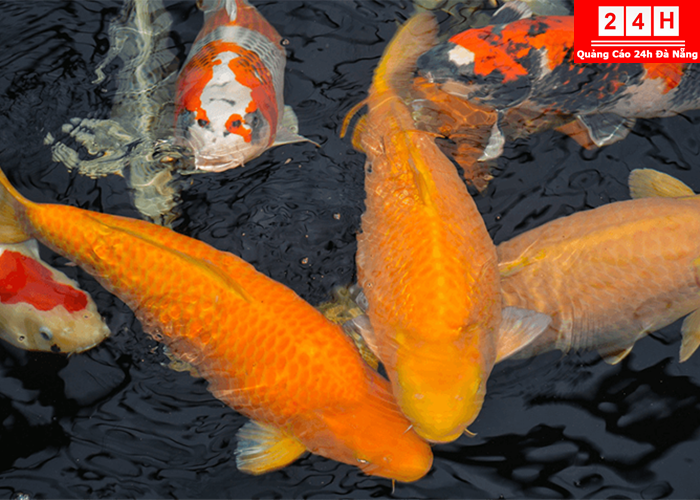 ban-ca-koi-nhat-uy-tin-tphcm (1)