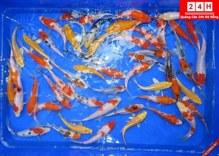 ban-ca-koi-nhat-uy-tin-tphcm (13)
