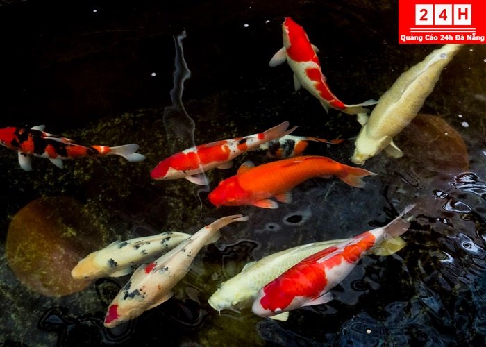 ban-ca-koi-nhat-uy-tin-tphcm (3)