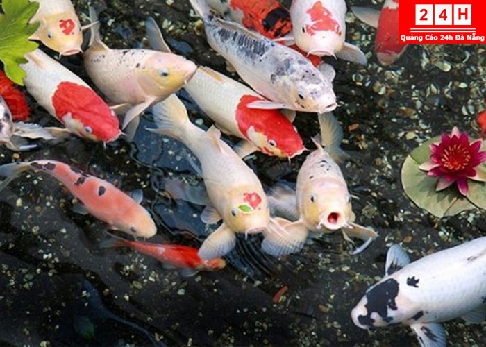 ban-ca-koi-nhat-uy-tin-tphcm (4)