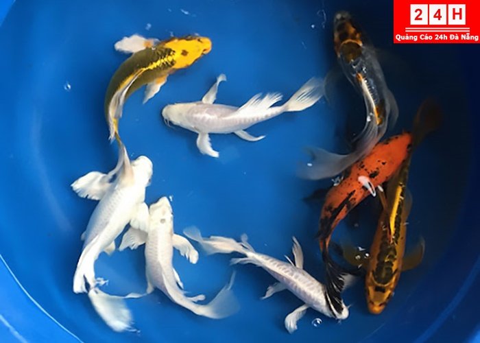 ban-ca-koi-nhat-uy-tin-tphcm (8)