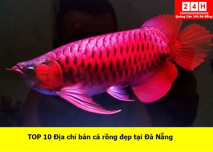 ban-ca-rong-dep-tai-da-nang (1)