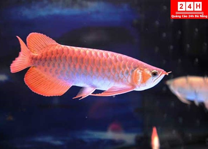 ban-ca-rong-dep-tai-da-nang (4)