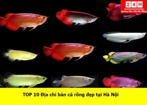 ban-ca-rong-dep-tai-ha-noi (1)