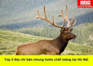 ban-nhung-huou-chat-luong-tai-da-nang (1)