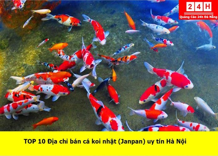 ban-ca-koi-nhat-(Janpan)-tai-ha-noi (1)