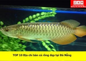 ban-ca-rong-dep-tai-da-nang (1)