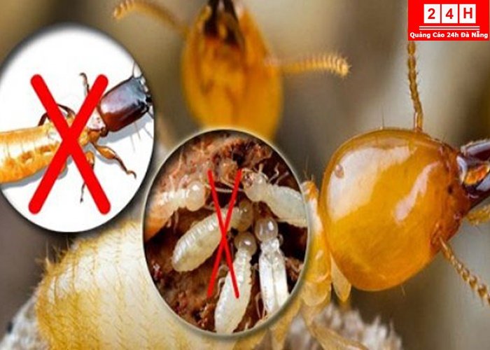 cong-ty-diet-moi-tan-goc-uy-tin- (9)