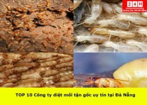 cong-ty-diet-moi-tan-goc-uy-tin-tai-da-nang (1)