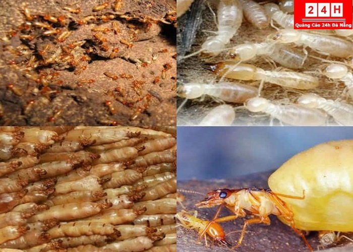 cong-ty-diet-moi-tan-goc-uy-tin-tai-da-nang (9)