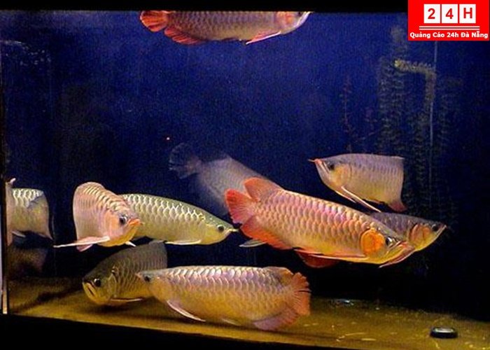 dia-chi-ban-ca-rong-dep-tai-ha-noi (5)