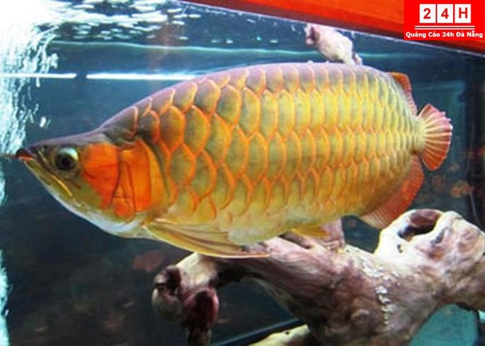 dia-chi-ban-ca-rong-dep-tai-ha-noi (7)